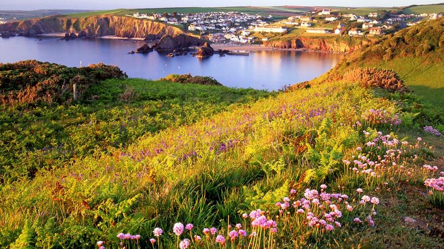 The coastline and campsite above Hope Cove at Something Wild Festival.